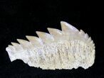 Fossil Cow Shark (Notorynchus) Tooth - Morocco #19795-1